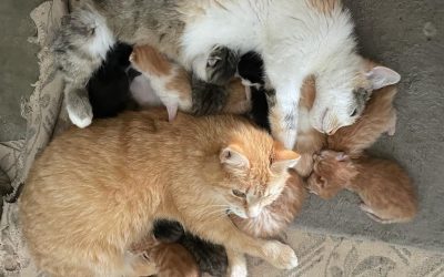 Katzenmütter unter sich