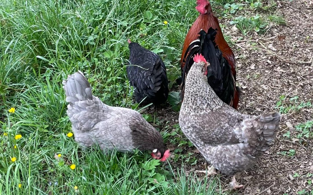 Frühlingsausflug bei den Hühnern