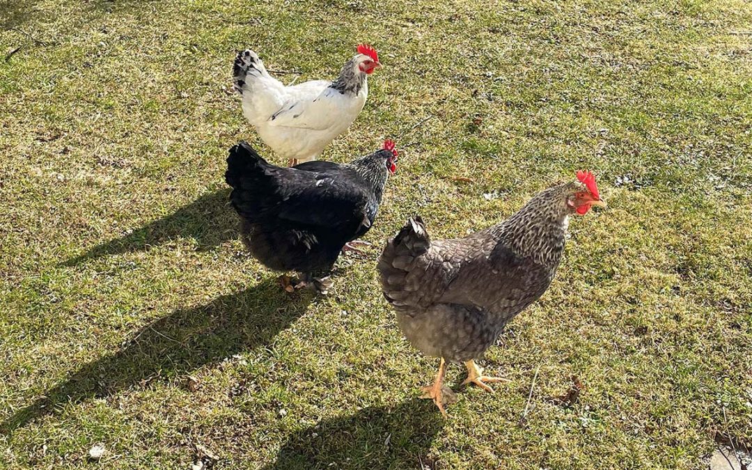 Frühlingsspaziergang unserer Damen!