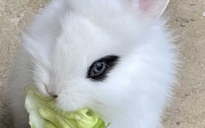 Oskar Blue Eye im Porträt