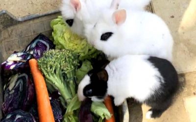 Einige unserer Osterhasen…