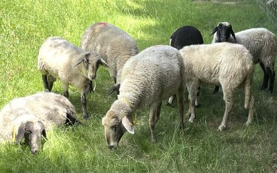 Abendstimmung bei den Schafen