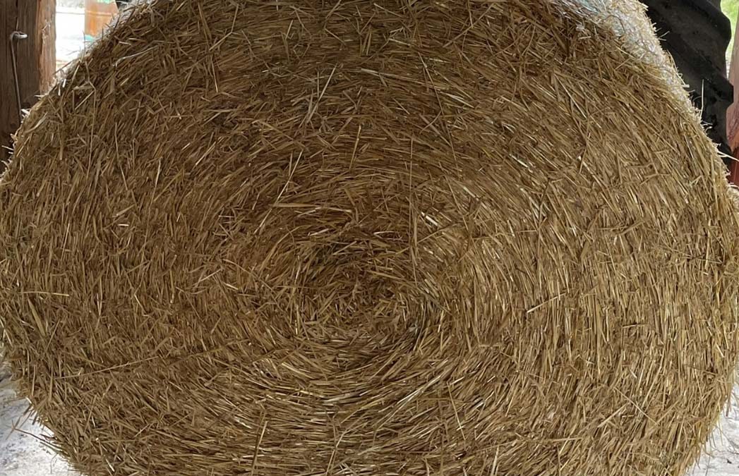 Letzte Arbeiten am&nbsp;Stall