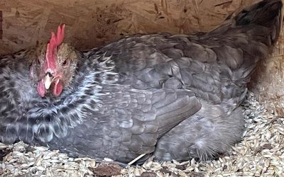 Unsere Moosi gluckt wieder!