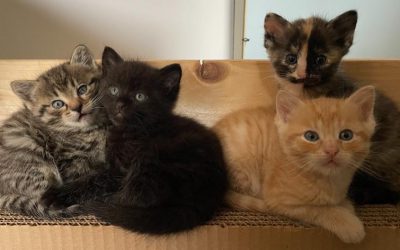 Unsere Katzenwelpen …