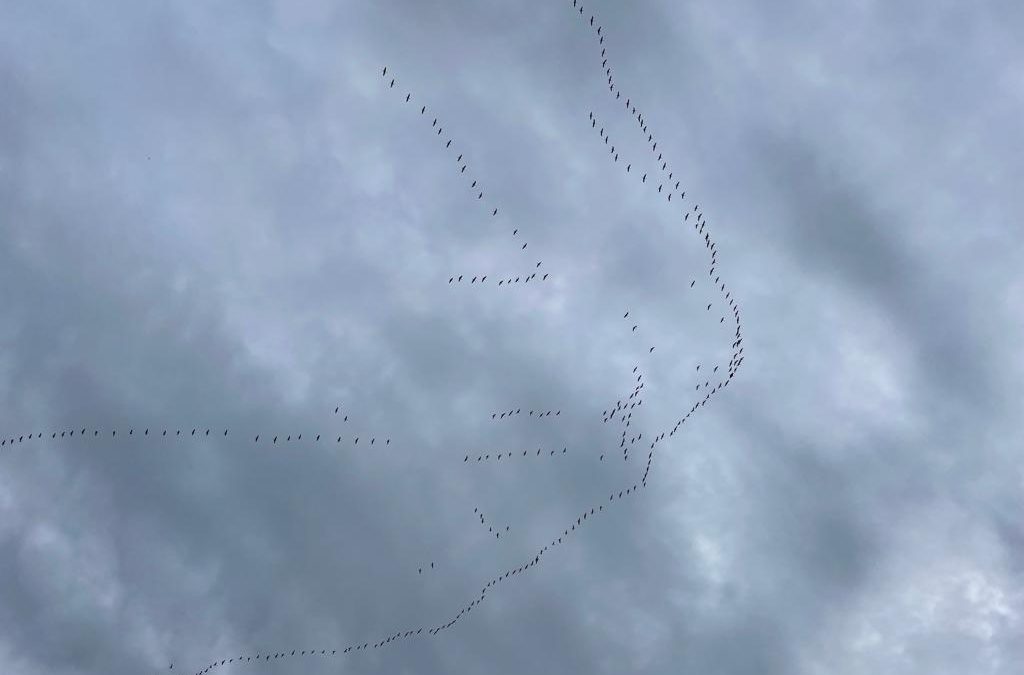 Der Zug der Kraniche…