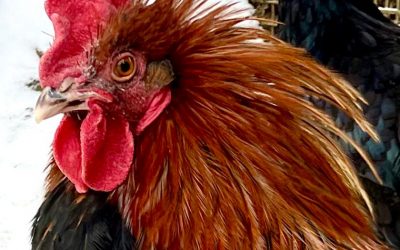 unser stolzer Hahn …