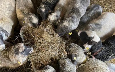 Auch unsere Schafe…