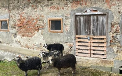 Unsere vier&nbsp;neuen&nbsp;…