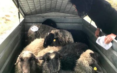 Versteigerung Maishofen