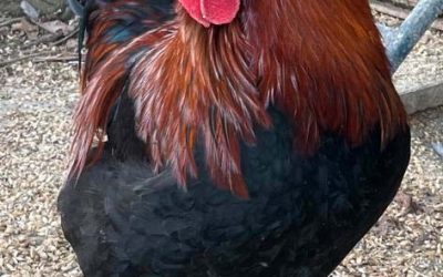 Das ist aus unseren Bruteiern geworden…