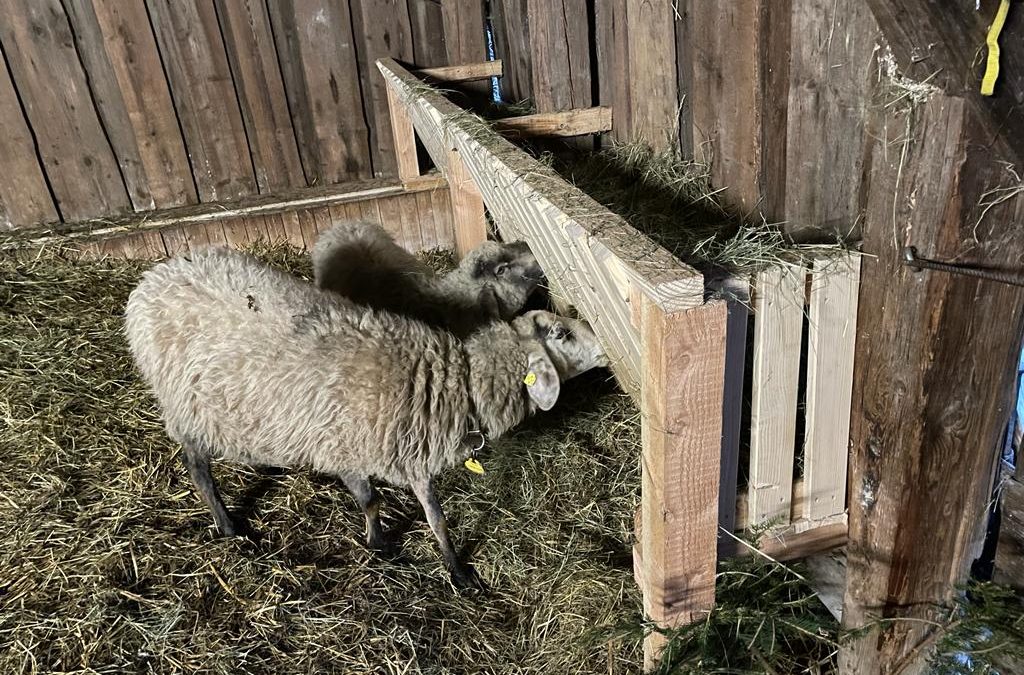 unsere neue Futterkrippe&nbsp;…