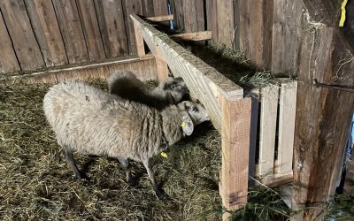 unsere neue Futterkrippe&nbsp;…