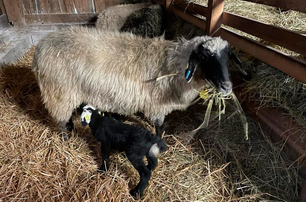 unsere Widdermutter Holli