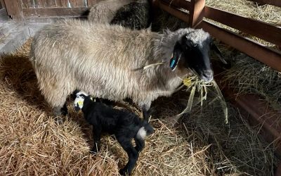 unsere Widdermutter Holli