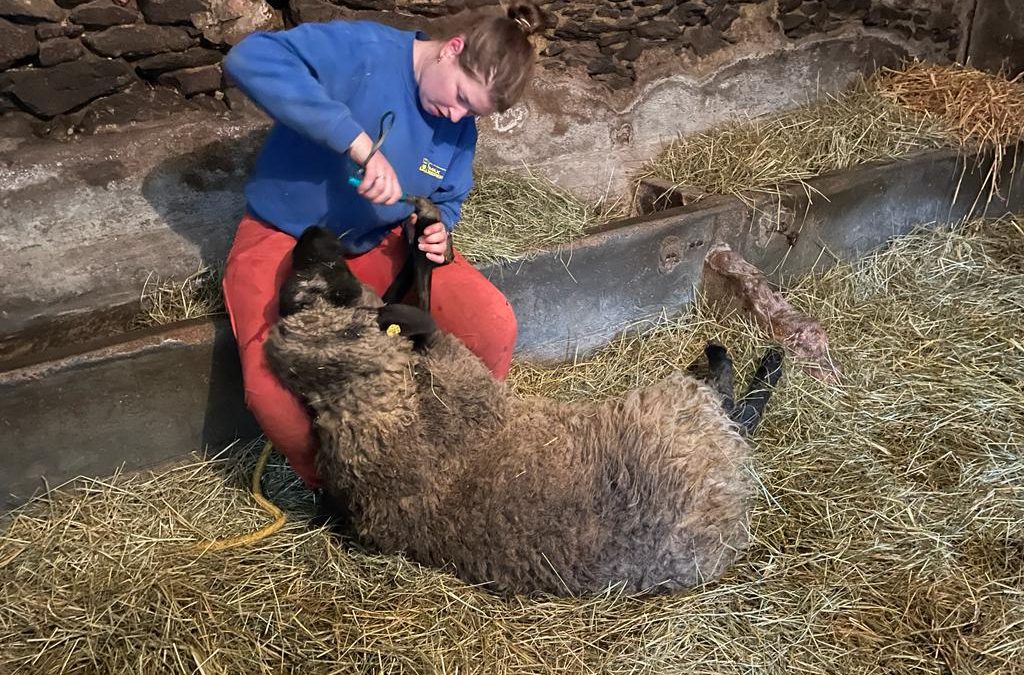 Pediküre bei den Schafen