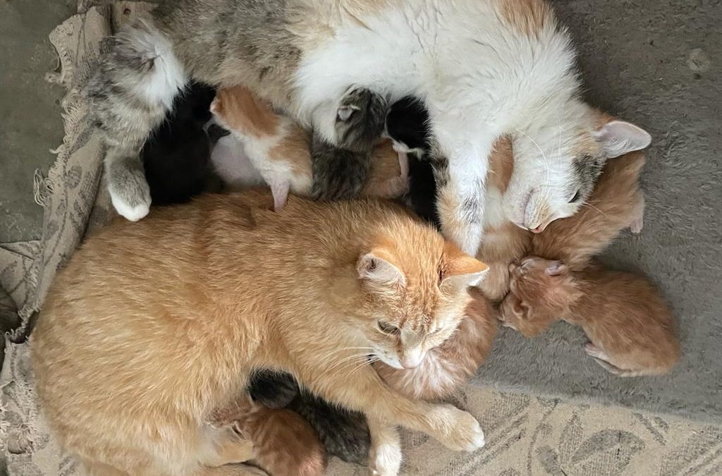 Katzenmütter unter&nbsp;sich