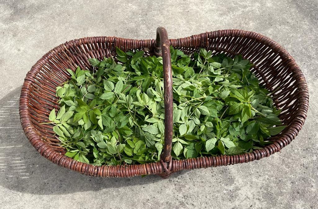 Frischer Giersch …