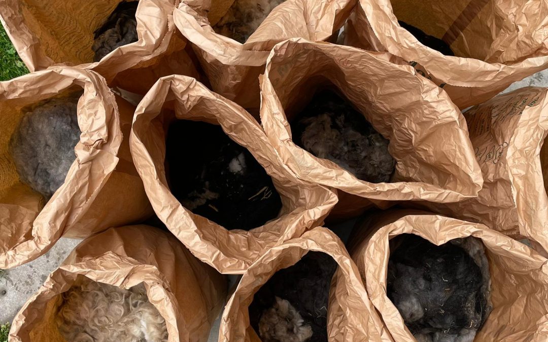 Heute war Schafschertag