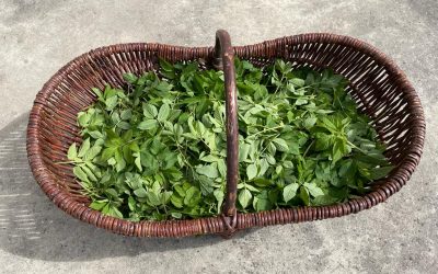 Frischer Giersch …