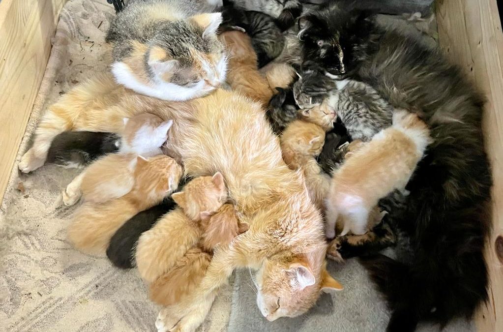 Mutter werden ist nicht schwer&nbsp;…