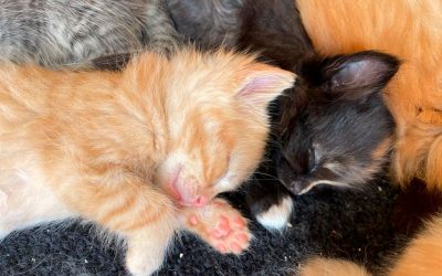 Chillen ist soooo&nbsp;gut!