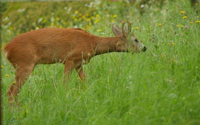 Heute auf unsere Wiese …