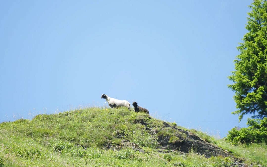 Ada und Aladin&nbsp;…