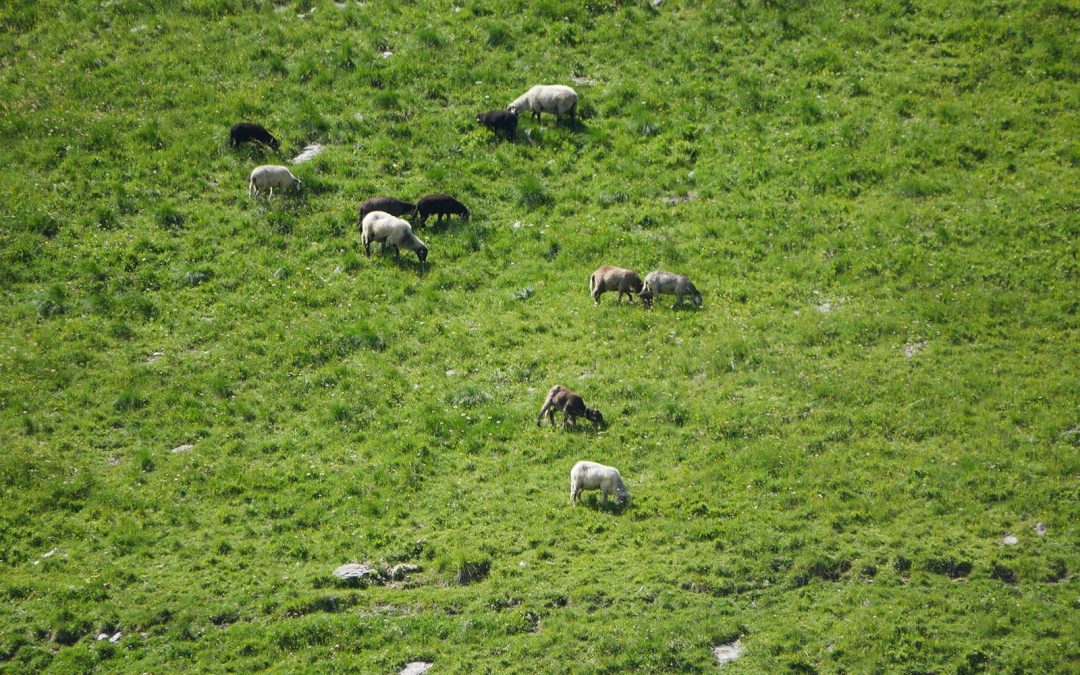 Auf der&nbsp;Alm&nbsp;…