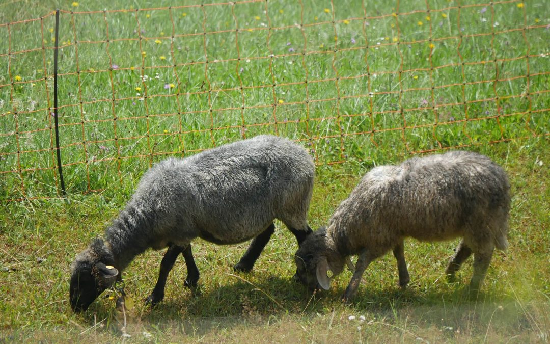 … und die zuhause gebliebenen!