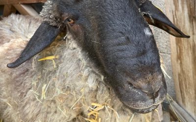 unser zuchtwidder holhei …