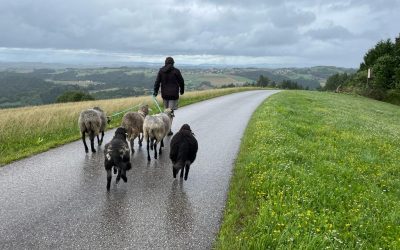 Unterwegs mit unseren Schafen