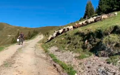 Alle unsere Schafe…