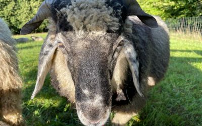 Unser Teenager Aladin