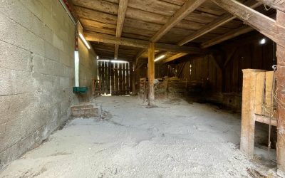 unsere alpinen Steinschafe kommen zurück vom Almurlaub!