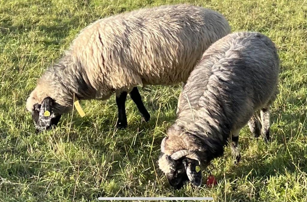 Unser alpiner Steinschafwidder Aladin&nbsp;…