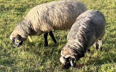 Unser alpiner Steinschafwidder Aladin&nbsp;…