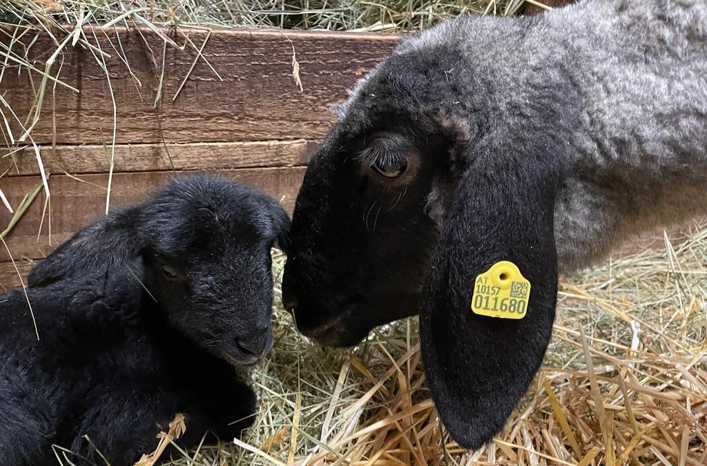 Unsere Berta lammt zum ersten Mal&nbsp;ab!