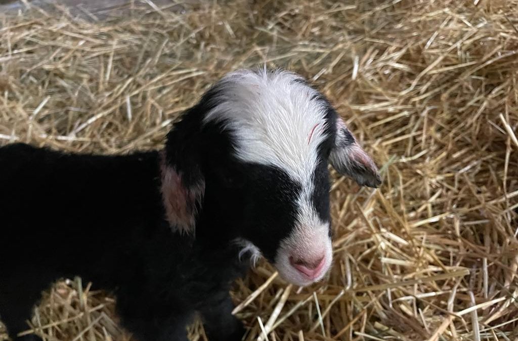 Kayla ist da! Colas erstes Lamm – ganz die&nbsp;Mama!