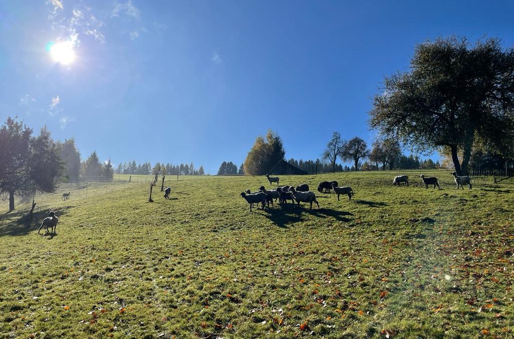 wunderbare Herbsttage …