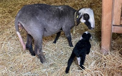 Cola mit ihrem ersten Lamm