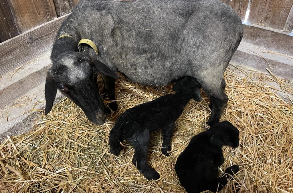 Unsere Herma hat Zwillinge gekriegt!