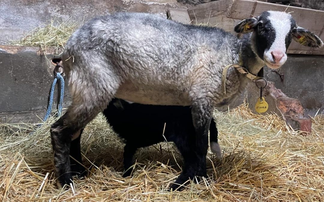 Ciara und ihr Lamm&nbsp;China