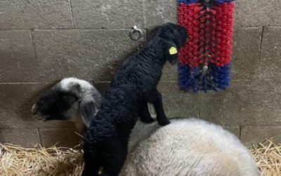 auch Bera klettert gern&nbsp;…