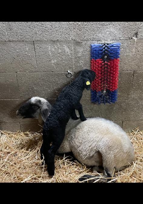 auch Bera klettert gern&nbsp;…