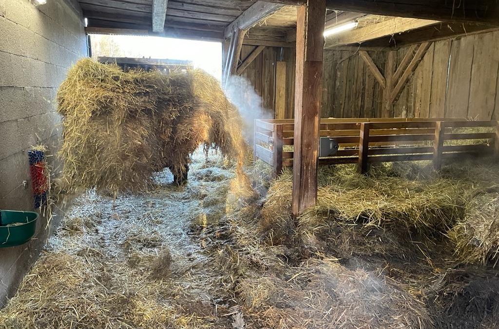 Unser Stall wird ausgeräumt