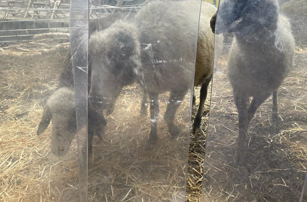 Ein neuer Windschutz…