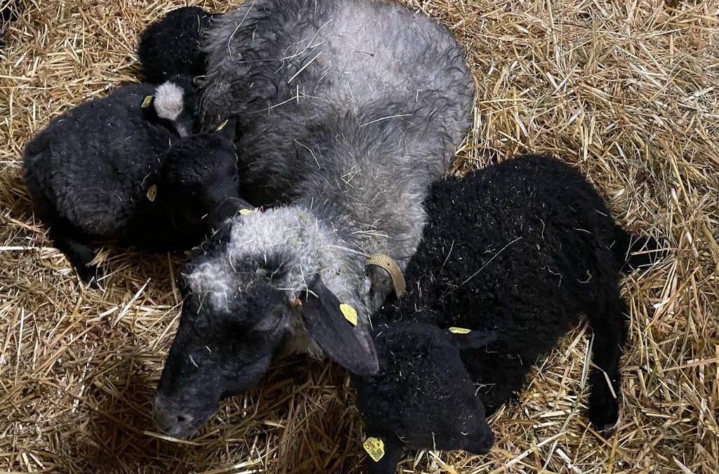 Hathor, Hekate, ihre Mama&nbsp;Herma&nbsp;…