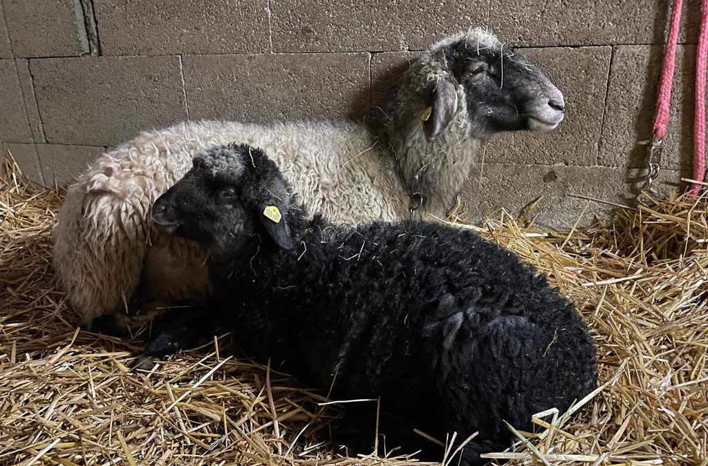 Ada und ihr Lamm&nbsp;Adara