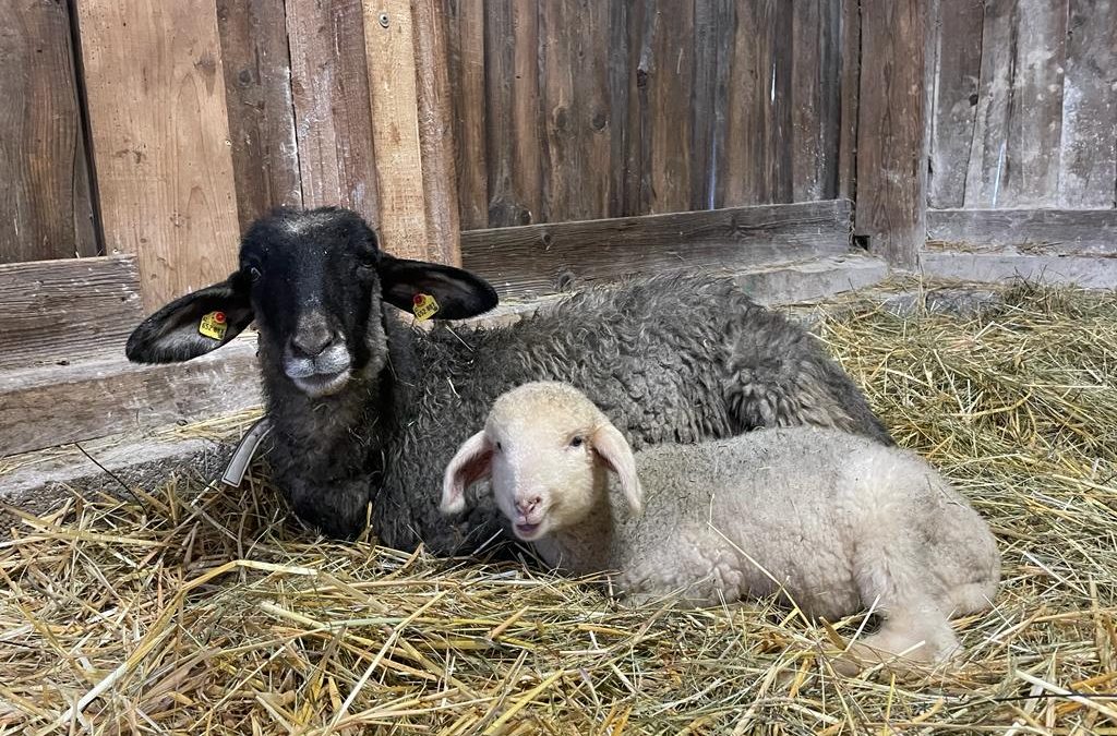 Arune und ihr Lamm Arun machen Siesta